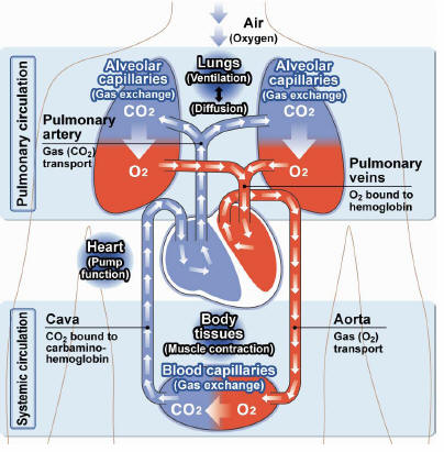 heart and lungs