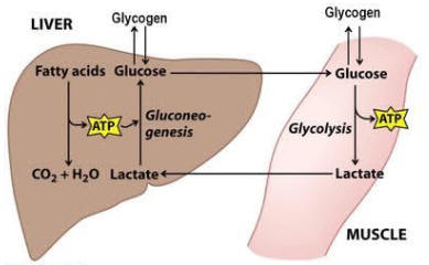 lactate