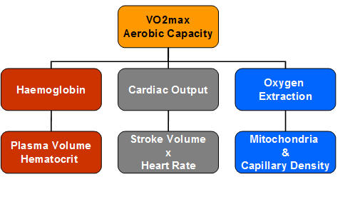 vo2max