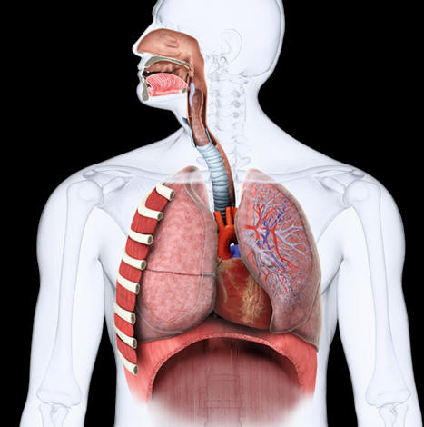 respirotory system